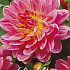 Dahlia Deco. Twiggy x1 l I