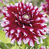 Dahlia Ball Verdi I