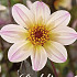 Dahlia Anemone White Cream x1 l I