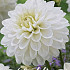 Dahlia Deco. White Phayenne x1 l I