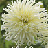 Dahlia Cactus White Star x1 l I