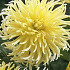 Dahlia Deco. Yellow Star x1 l I