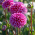 Dahlia Pink Sylvia I