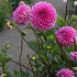 Dahlia Pink Sylvia I