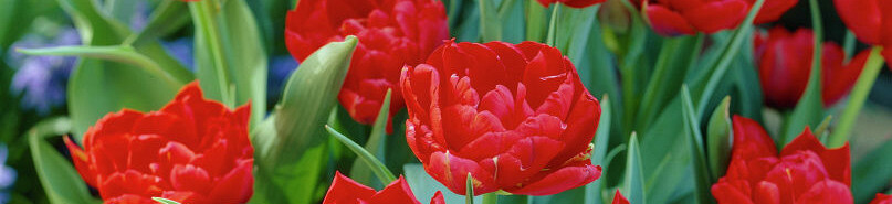 Tulipa