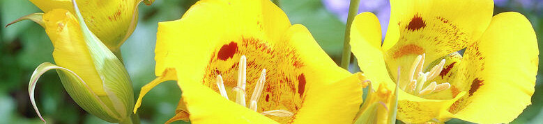 Calochortus