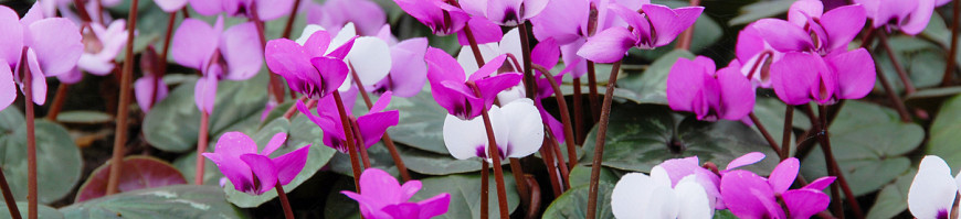 Cyclamen