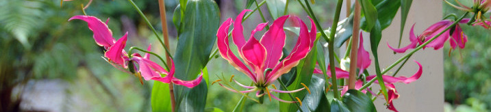 Gloriosa