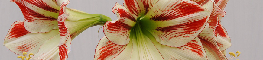 Hippeastrum