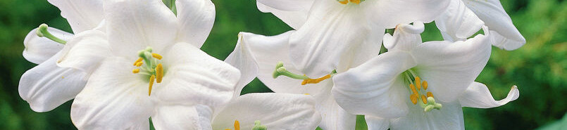 Lilium