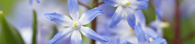 Chionodoxa