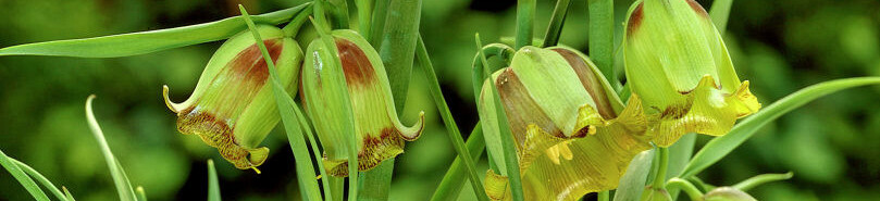 Fritillaria