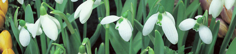 Galanthus