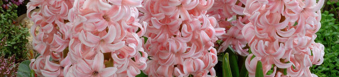 Hyacinthus