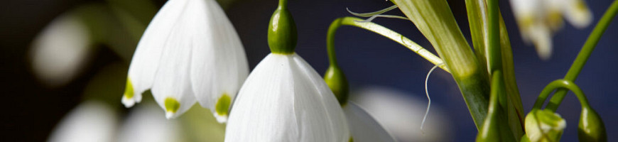 Leucojum