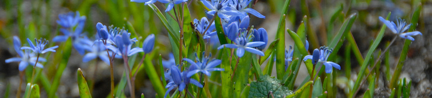 Scilla